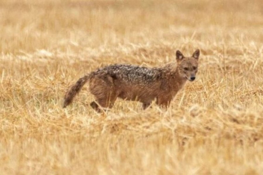 Θεσσαλονίκη: Τσακάλι επιτέθηκε σε 4χρονο κοριτσάκι