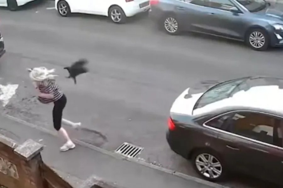 Kοράκι στην Αγγλία δεν αστειευόταν καθόλου: Επιτέθηκε σε γυναίκα και την έριξε κάτω - Δες τι έγινε!